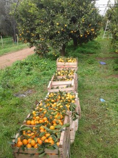 mandarinicassettina