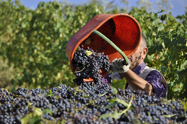 vendemmia