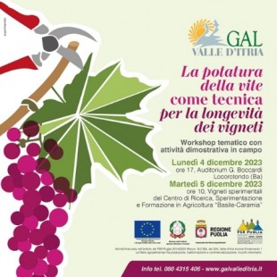 potatura gal valle ditria vigneto_1x1