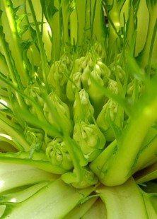 cicoria-6360fe45db7d08c7c577a74a681580b3